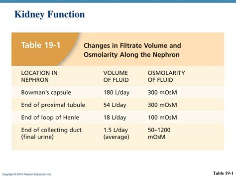 Ppt Kidney Functions Powerpoint Presentation Free Download Id1996339