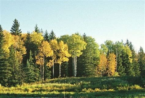 Conservation In Canadas Boreal Forest — Ducks Unlimited Canada