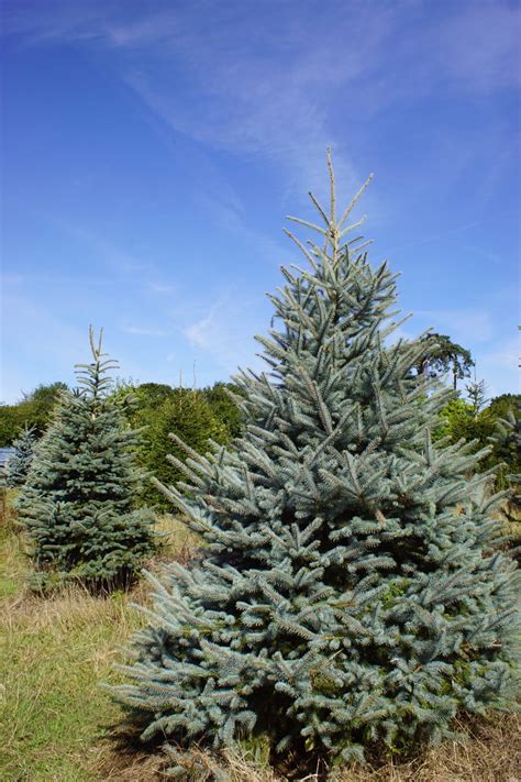 Blue Spruce Tree Guide Send Me A Christmas Tree