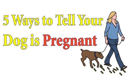 Is My Dog Pregnant 5 Ways To Tell Your Dog Is Pregnant Youtube