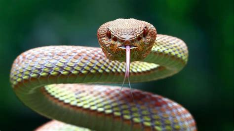 Qué Significa Soñar Con Serpientes Significado De Los Sueños