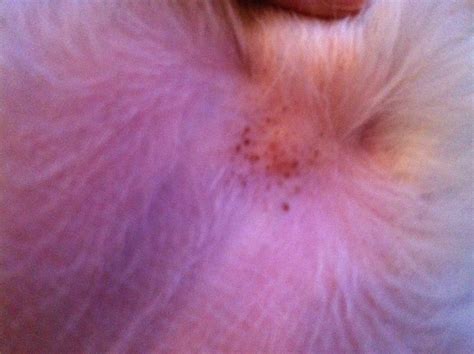 My Dog Has Tiny Spots Around Her Pee Holdurethra Area Skin Surface