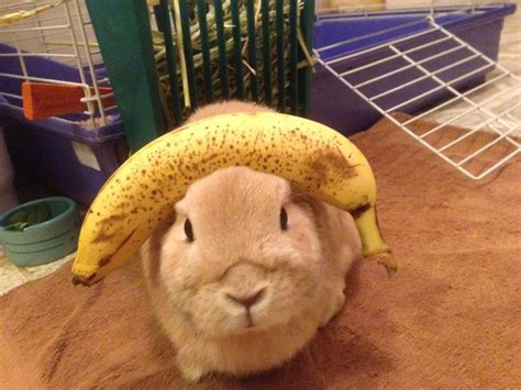 This Is A Rabbit With A Banana On Its Head Rabbit Bunny Cute Bunny