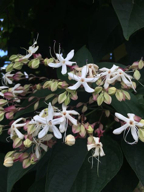Clerodendrum Trichotomum Xera Plants