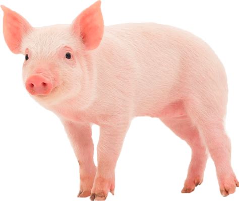 Pigs Clipart Baby Pig Pigs Baby Pig Transparent Free For Download On