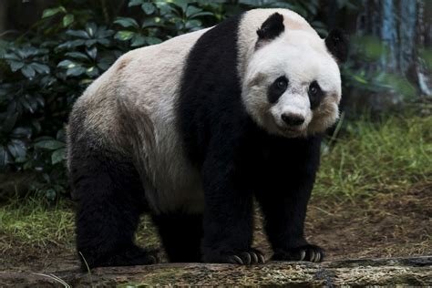 Jia Jia Worlds Oldest Captive Panda Dies In Hong Kong A Look At Her