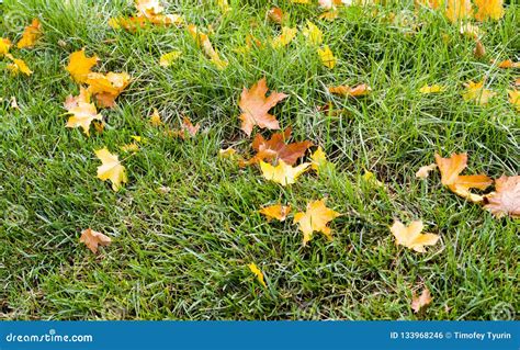 Green Grass With Autumn Leaves Background Nature Stock Photo Image