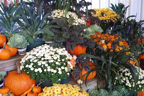 Our Festive Fall Display And The Perfect Way To Incorporate Your Mums