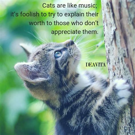 Super Cool And Fun Cat Quotes And Sayings With Adorable Photos