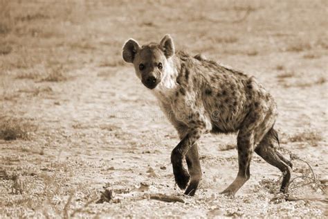 Επισημασμένο Hyena εικόνα εικόνα 86175525