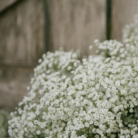 Gypsophila Paniculata (Baby's Breath) White - Easy To Grow Bulbs