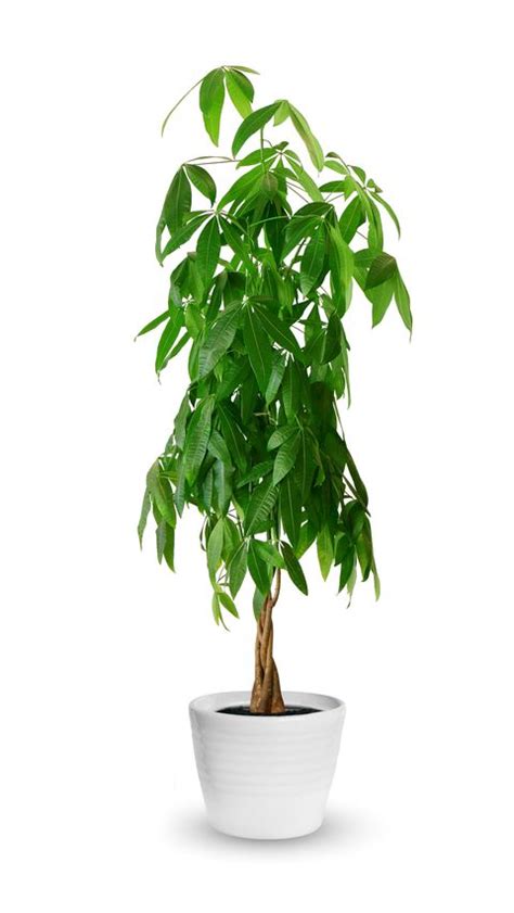 13 Best Indoor Trees Large Indoor Plants For Every Room In Your Home