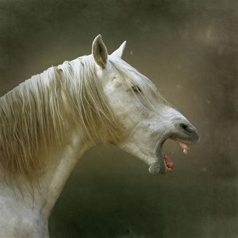 White Horse Yawning By Christiana Stawski
