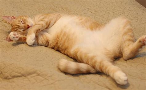 8 Common Cat Sleeping Positions And What They Tell Us Petmoo