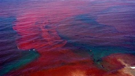 Red Tide Confirmed In Florida What You Need To Know Space Coast Daily