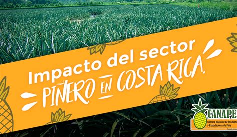 ¿por Qué La Producción De Piña En Costa Rica Es Un Sector Esencial Para