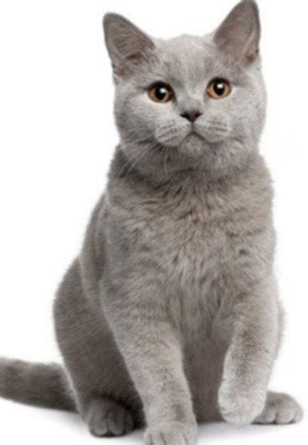 Cat Breeds Short Hair Grey Pets Lovers