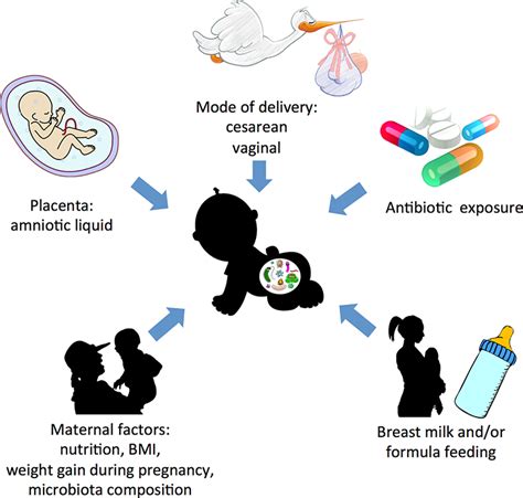 Human Gut Microbiota And Obesity During Development Intechopen