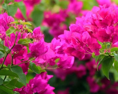 Vuoi tenere in terrazzo o nel giardino delle piante in estate? Bouganvillea - Fiori in giardino - Come coltivare la ...
