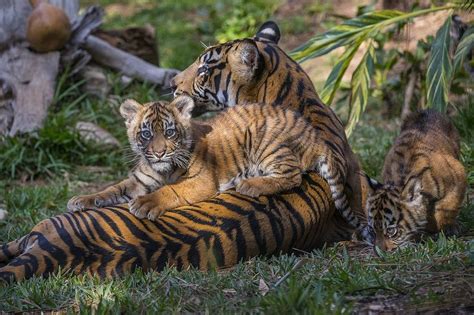 Rare Tiger Cubs Debut At The San Diego Zoo Safari Park San Diego Zoo