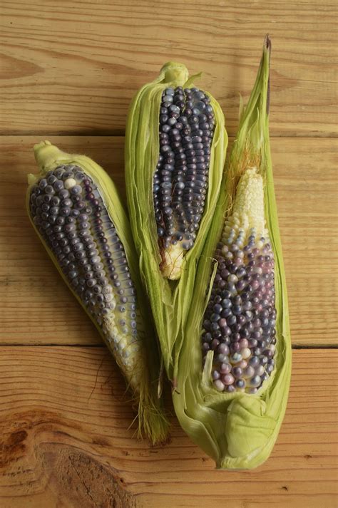 Research In Mice Show Antioxidants In Blue Maize Have Protective Effect