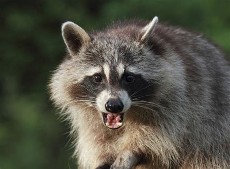 Home Remedies To Get Rid Of Raccoons Sia Wildlife Control Ph