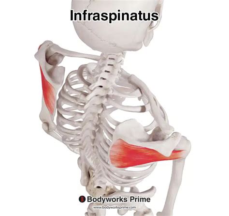 Infraspinatus Muscle Anatomy Bodyworks Prime