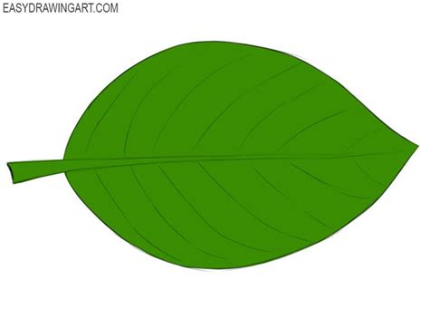 How To Draw A Leaf Easy Drawing Steps Basic Drawing Drawings