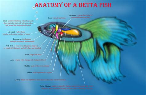 Anatomy Of A Betta Fish By Belle3245 On Deviantart