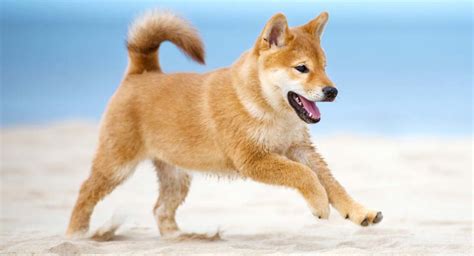 Fox Dog 7 Adorable Breeds That Really Look Like Foxes