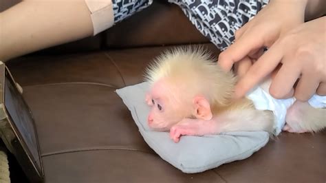 Monkey David Massages And Watches Monkey Bibi Youtube