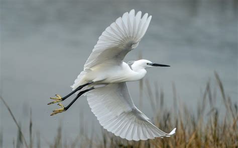Did You Know Herons And Egrets