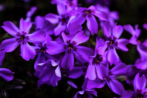 Purple Blossoms Photograph By Grace Joy Carpenter Fine Art America
