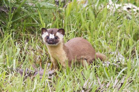 Long Tailed Weasel Prairies And Potholes Linnaeus List · Inaturalist
