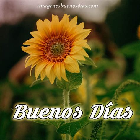 Imágenes Buenos Días Con Flores 17 Imágenes Buenos Días