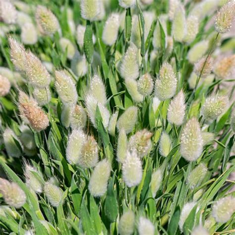 Bunny Tails Grass 292 Etsy