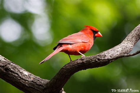 Most Commonly Seen Birds In Hawaii To