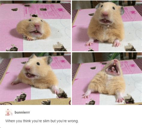 These Tumblr Posts About Hamsters Will Make You Giggle All Day Funny Hamsters Funny Animal
