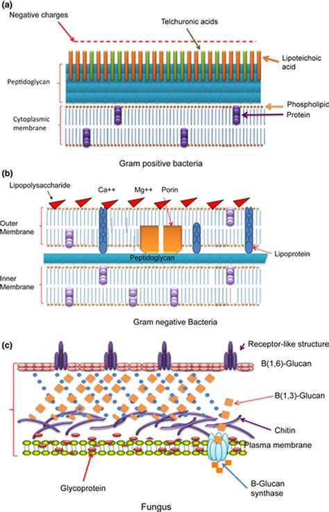 Structures Of The Cell Walls Of Different Classes Of Microbial Cells