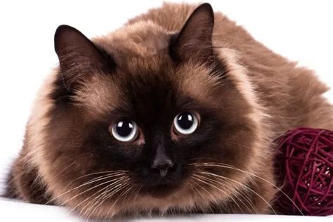 Ragamese Cat Know About Ragdoll Siamese Mix Animalfate