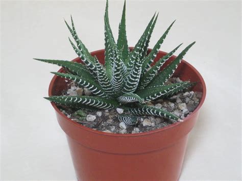 Cactus And Succulent Plants Aloe Zebrina Exotic South Africa Rare