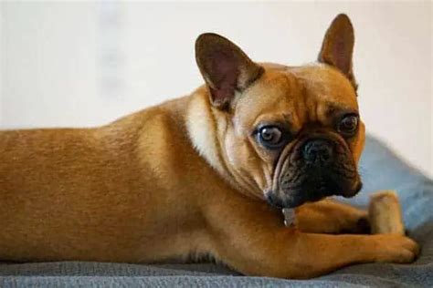 French Bulldog C Section Why Frenchies Cant Whelp Naturally
