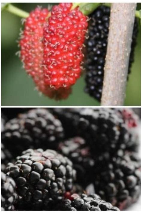 Mulberry Vs Blackberry Differences In Taste And Health Benefits