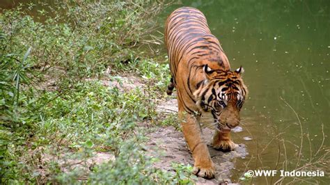 Sustainability Project To Restore Sumatran Tiger Populations Through