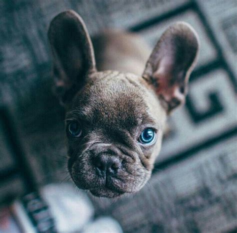 Copyright 2019 blue mountain french bulldogs all rights reserved. Blue Eyed Doggy²Cutest | French bulldog puppies, Puppy time