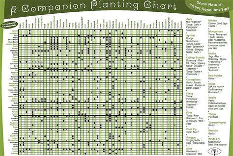 Companion Planting Chart Companion Planting Guide Companion