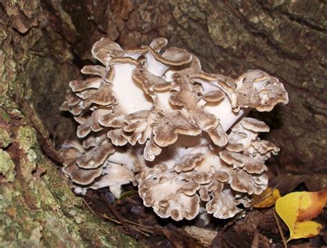 Types Of Mushrooms In Ohio Morel Mushroom Hunting Season In Ohio