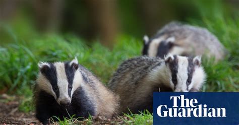 Nearly 20000 Badgers Culled In Attempt To Reduce Bovine Tb
