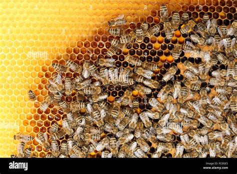 The Bee Hive Hi Res Stock Photography And Images Alamy
