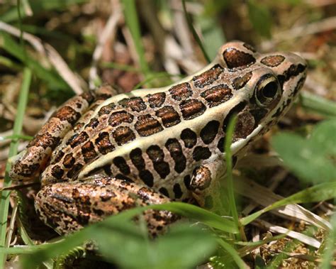 Pickerel Frog Facts And Pictures